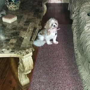 Meet your Posher, Cecelia